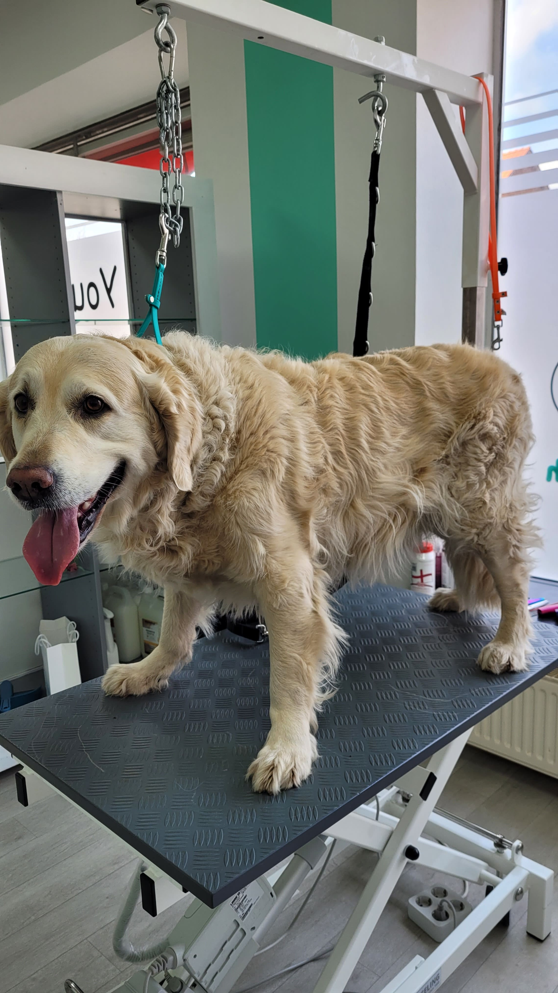 Beispielbild Hund vor Behandlung