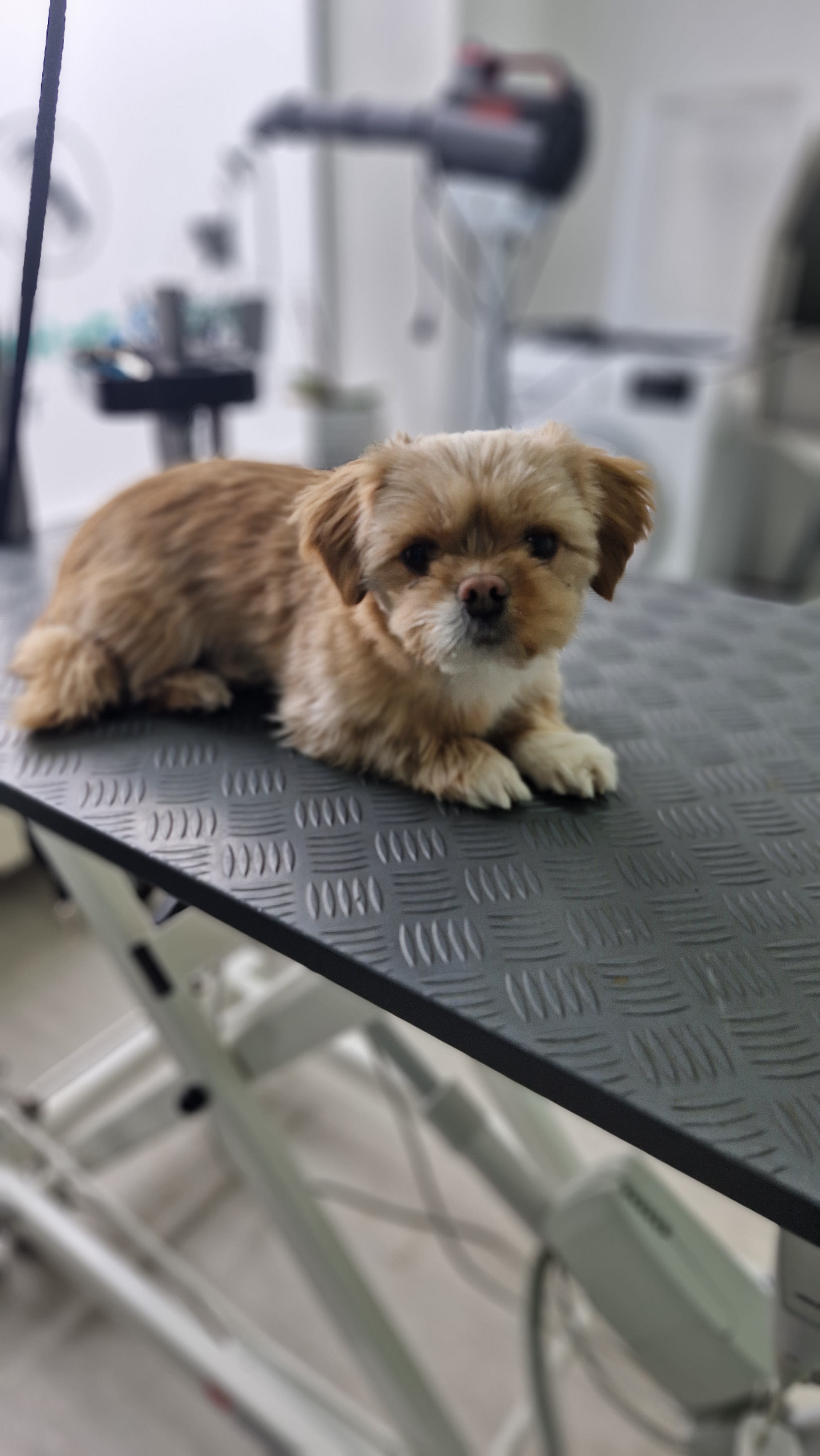 Beispielbild Hund vor Behandlung