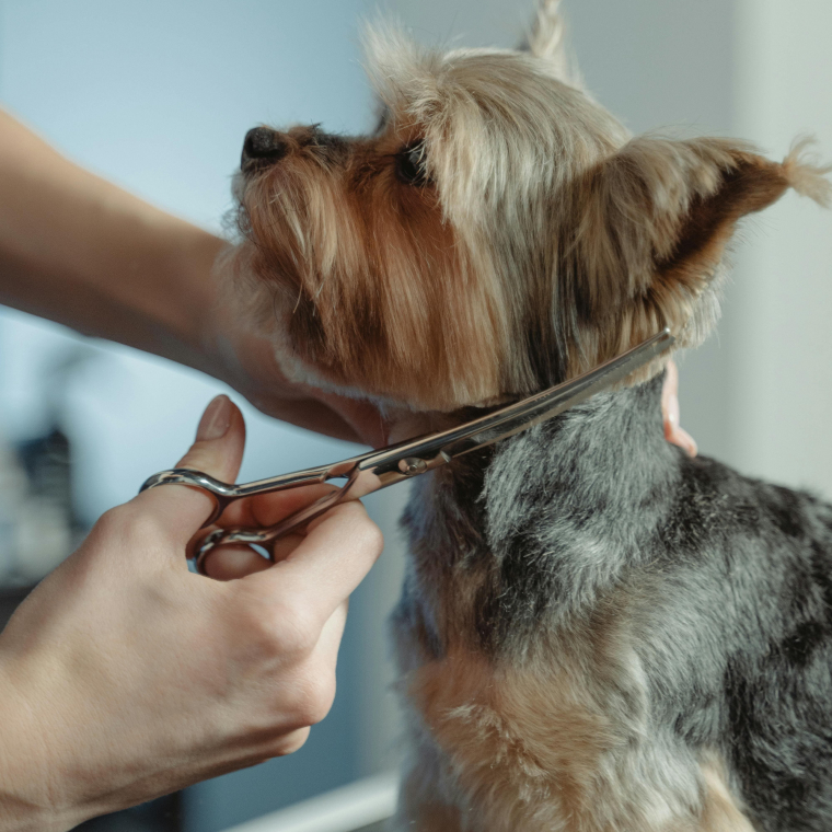 Haare schneiden Hund