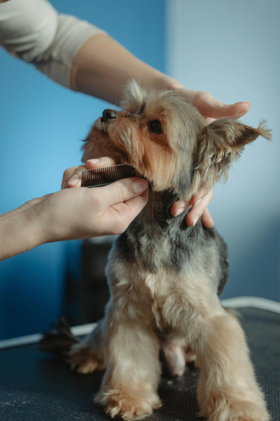 Hund wird gekämmt