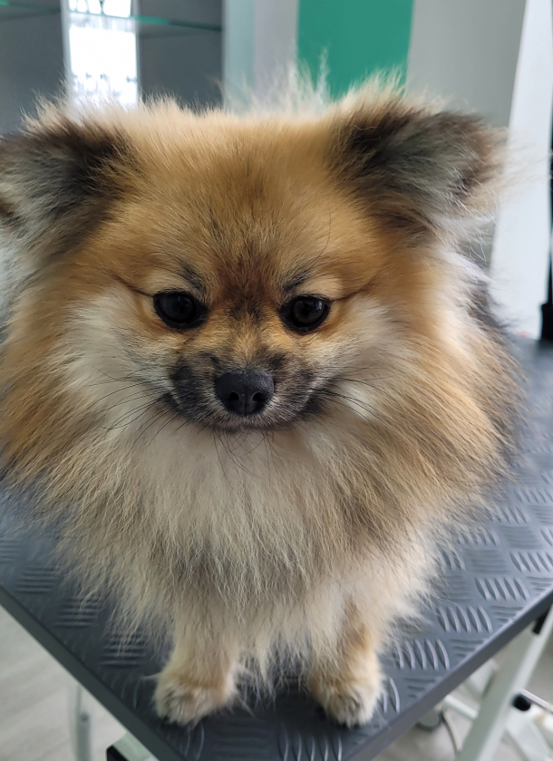 Pflegeeingewöhnung für Welpen