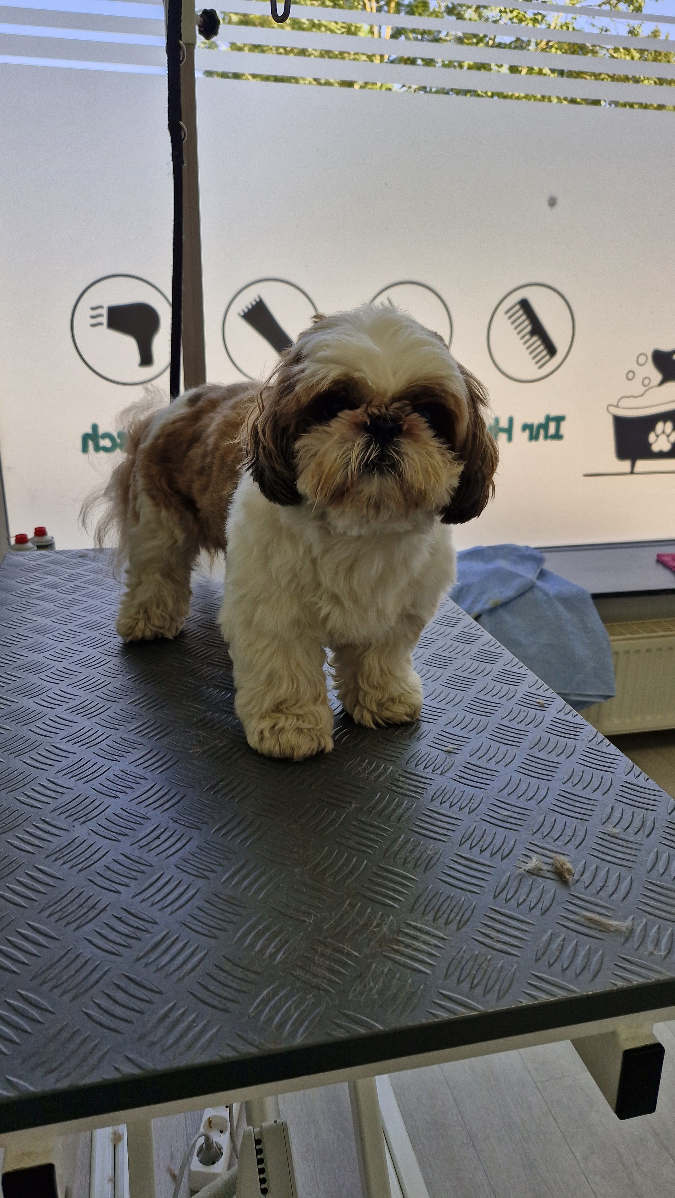 Beispielbild Hund vor Behandlung