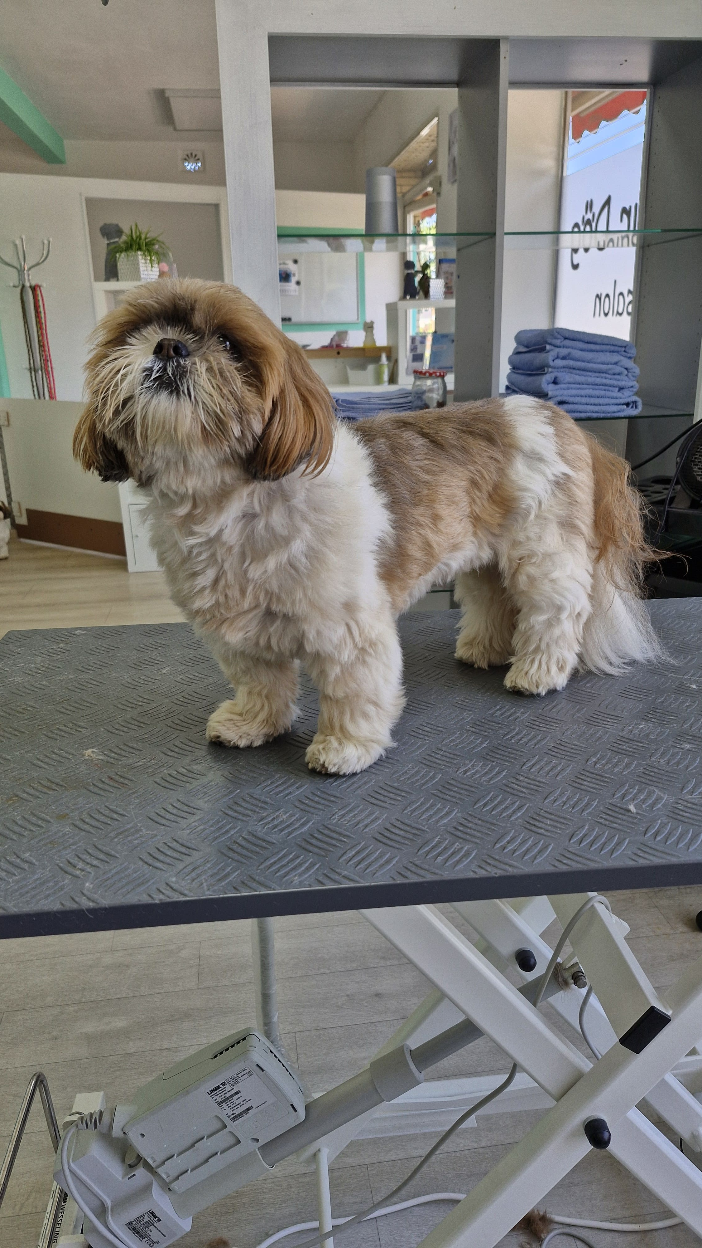 Beispielbild Hund vor Behandlung