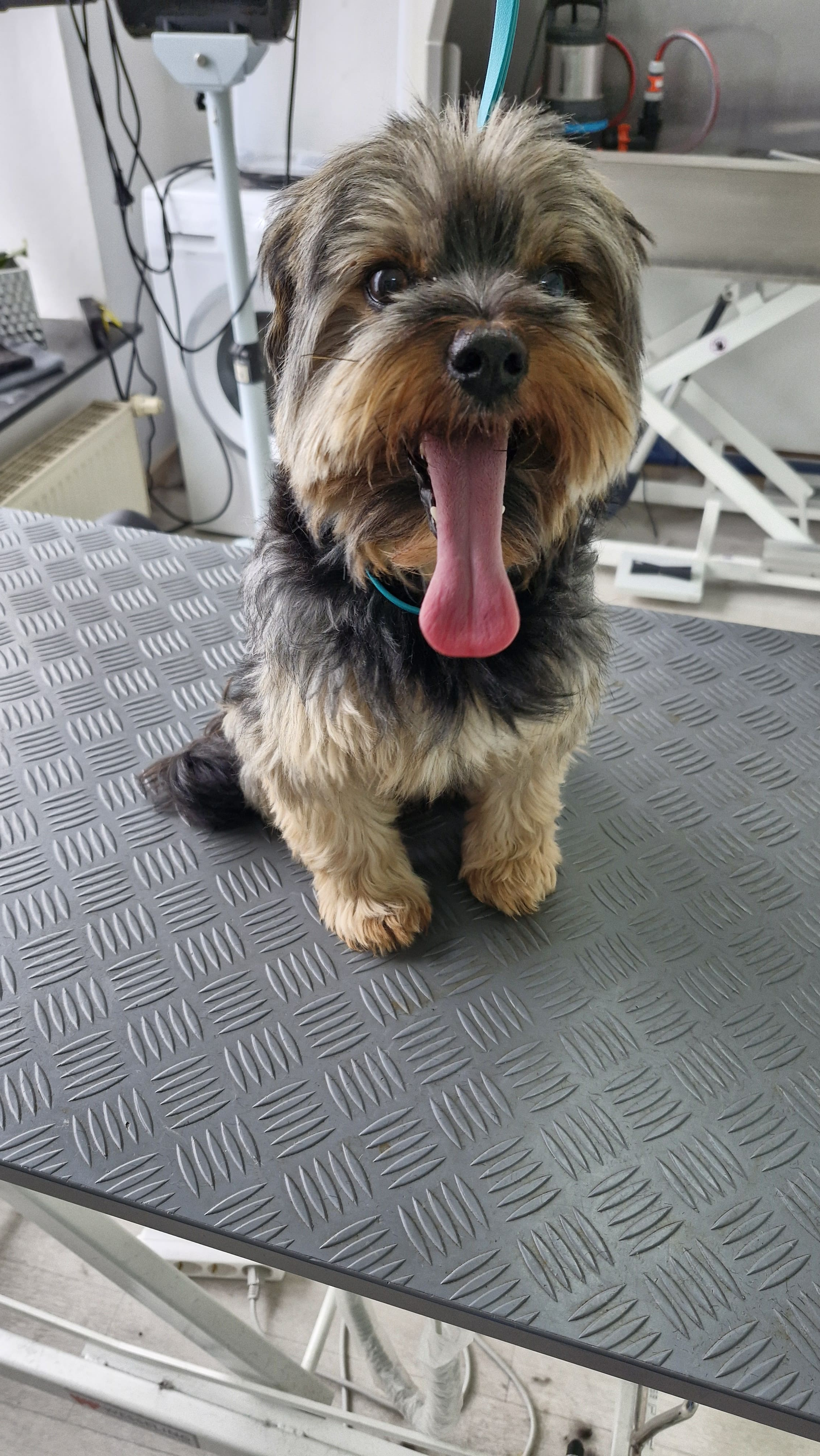 Beispielbild Hund vor Behandlung