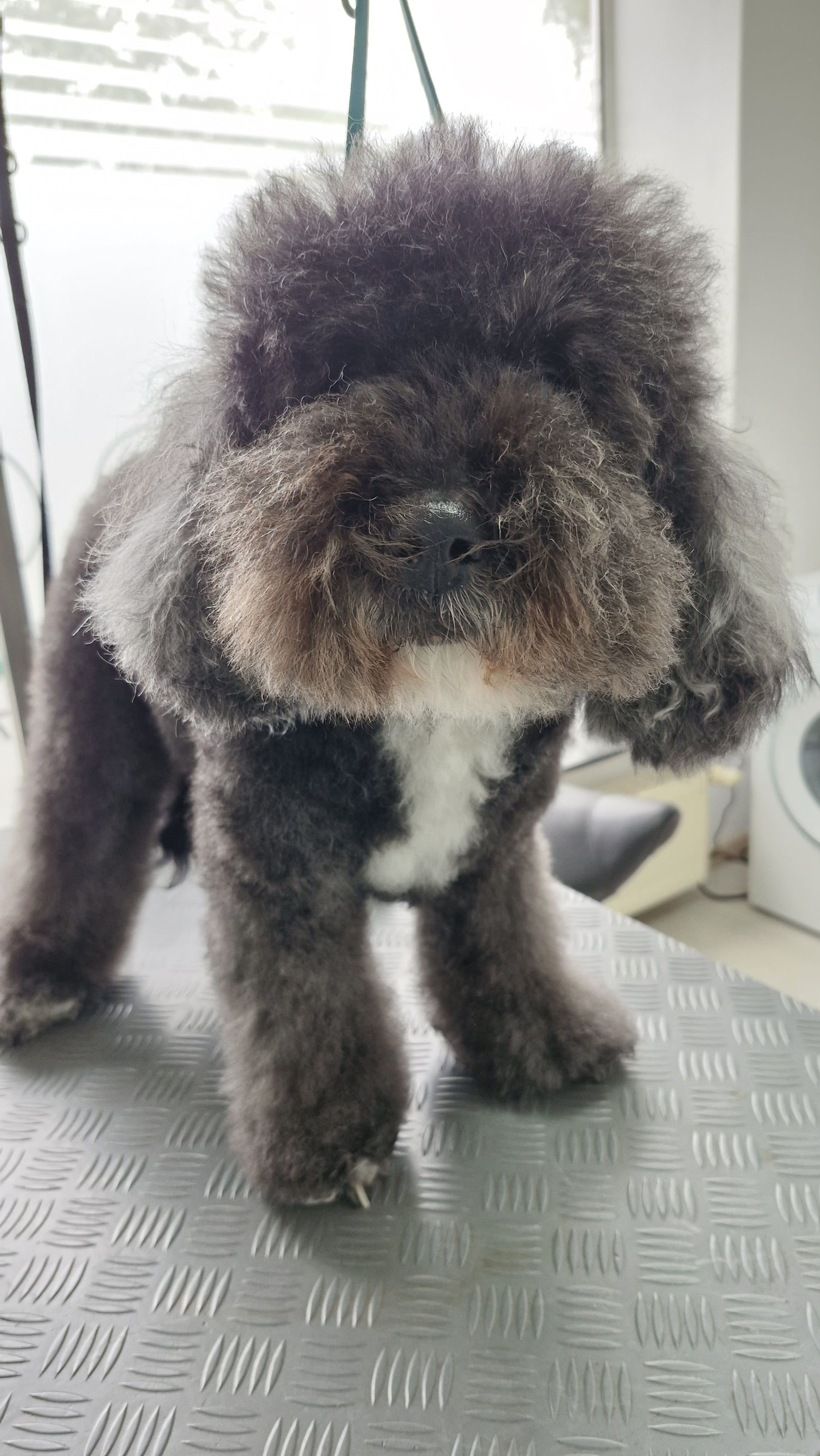 Beispielbild Hund vor Behandlung